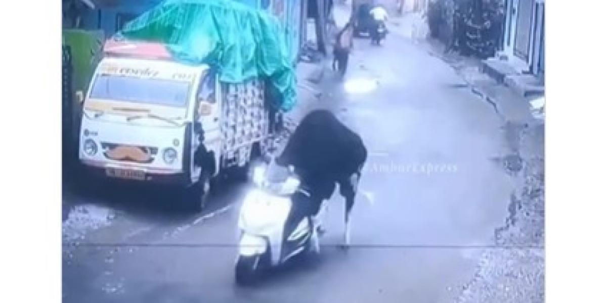 “Señor agente, no se lo creerá, pero una vaca ha robado mi moto...”