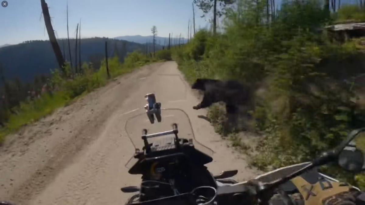Lo que parecía una tranquila salida en moto acabó con un encuentro salvaje que jamás olvidará