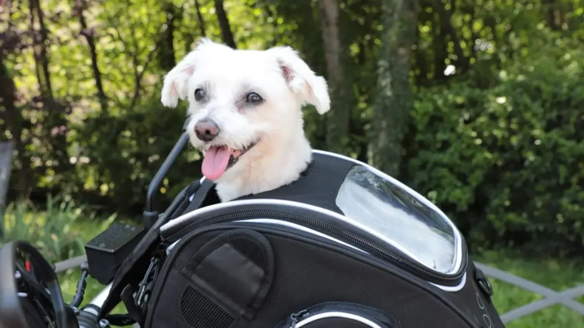 ¿Quién dijo que el copiloto siempre tiene que llevar casco? Si tu perro es pequeño, con esta bolsa de depósito será el compañero perfecto de ruta.
