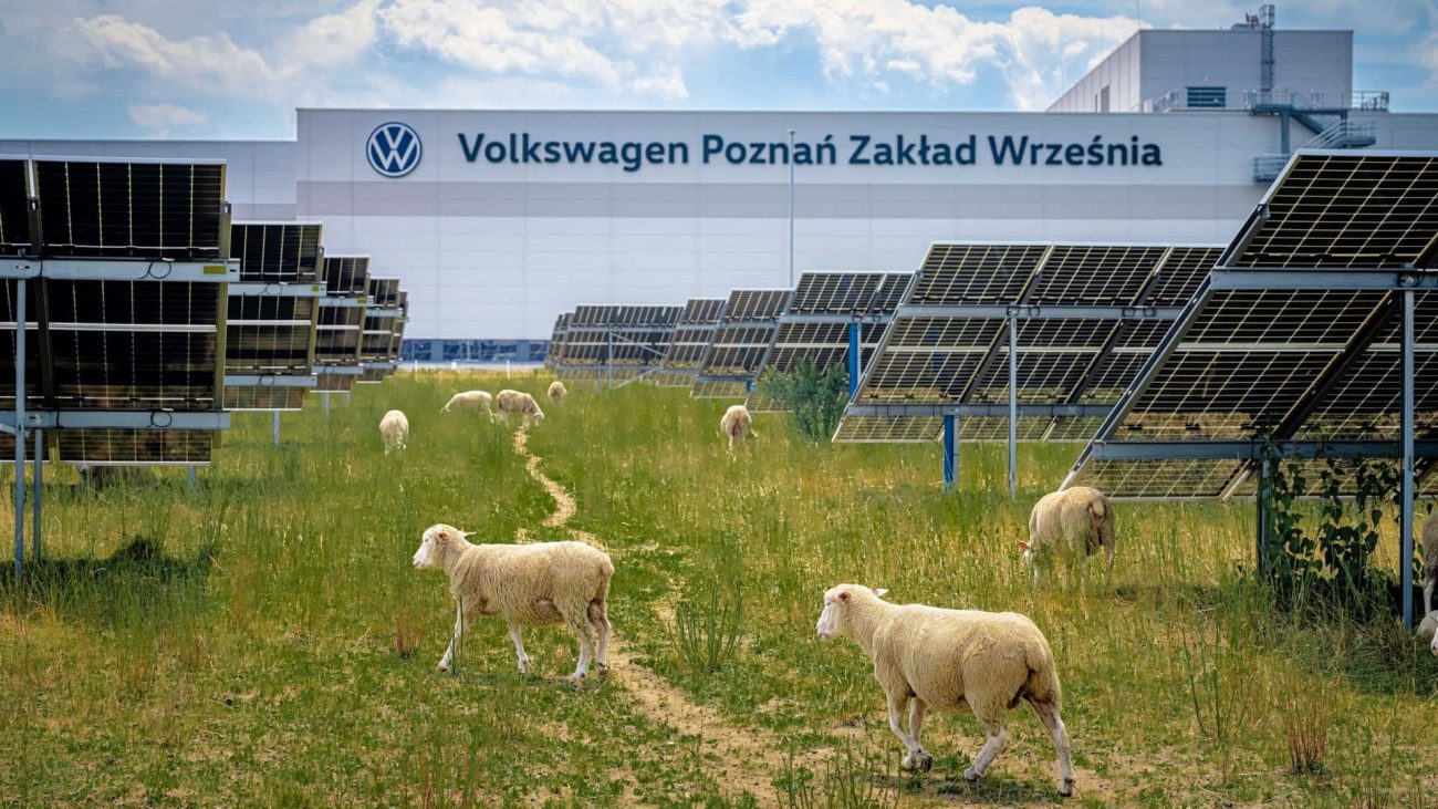 Volkswagen acaba de sustituir sus cortacéspedes 'ecológicos' por ovejas