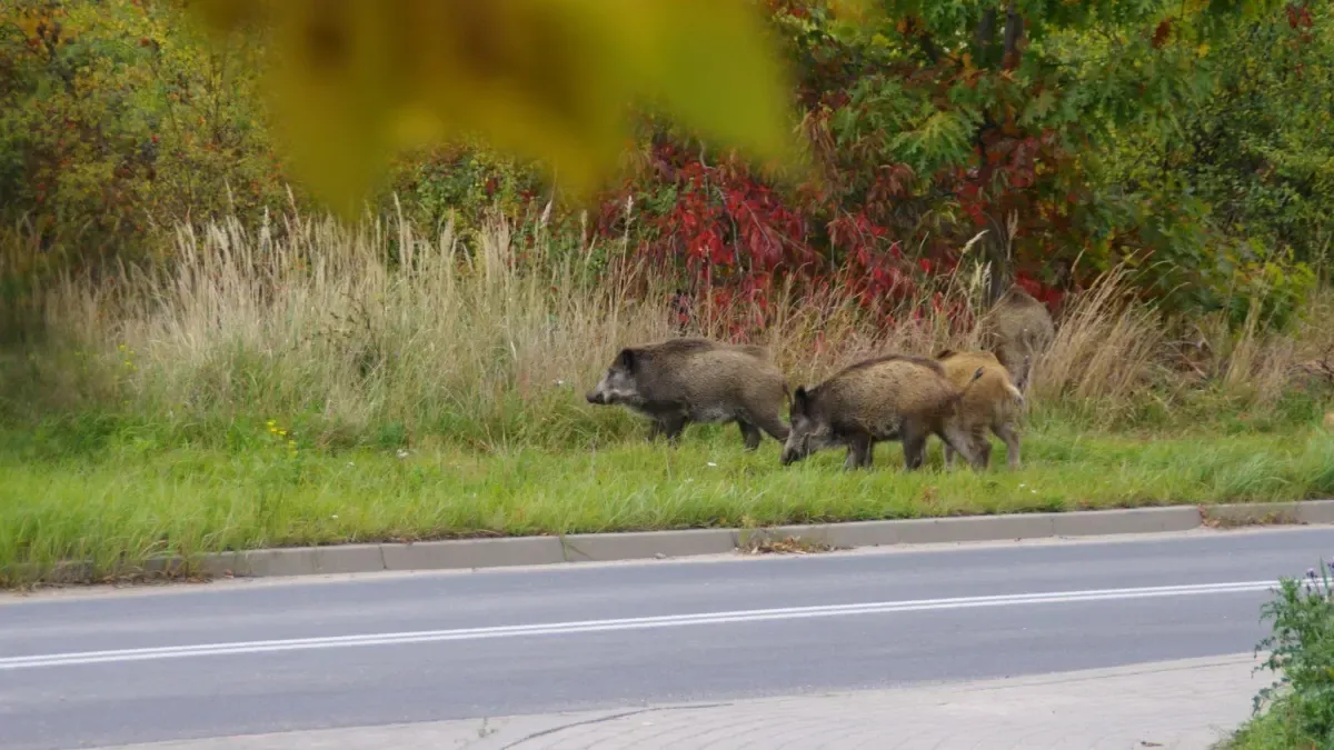 Dos jabalíes recuerdan el peligro de toparse con un animal en la carretera: un motorista muerto y tres heridos en menos de 24 horas